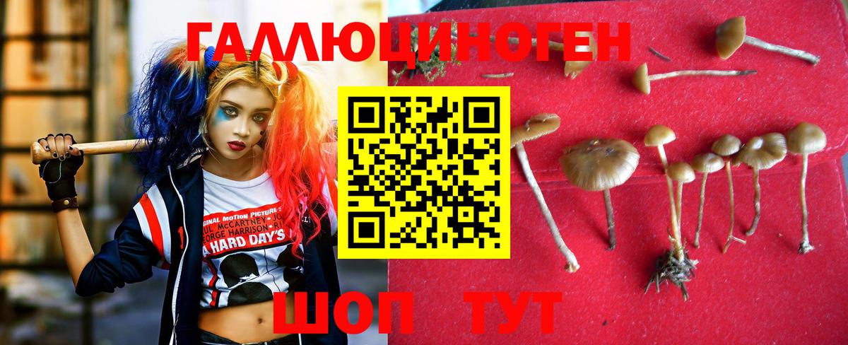 Псилоцибиновые грибы Cubensis  Вход с VPN  Шадринск 